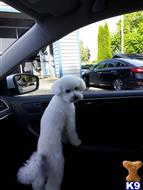 Pami available Poodle puppy located in CHILLIWACK