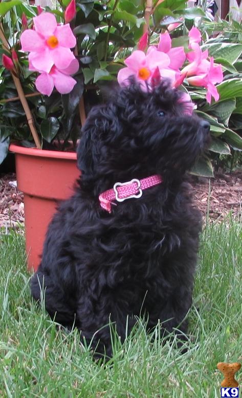 havanese puppy posted by pamnor