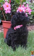 havanese puppy posted by pamnor