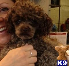 a person holding a poodle dog