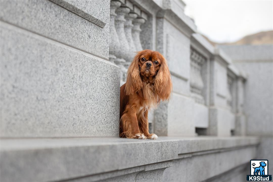 a lion sitting on a ledge