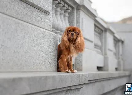 a lion sitting on a ledge