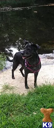 Catahoula female dog