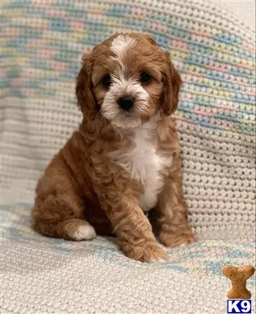 Cavalier King Charles Spaniel puppy for sale