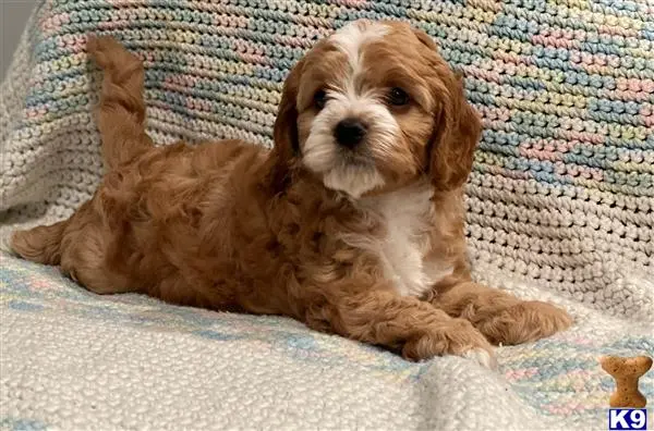 Cavalier King Charles Spaniel puppy for sale