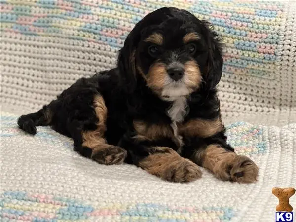 Cavalier King Charles Spaniel puppy for sale