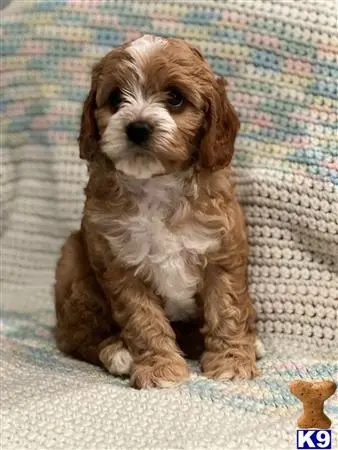 Cavalier King Charles Spaniel puppy for sale