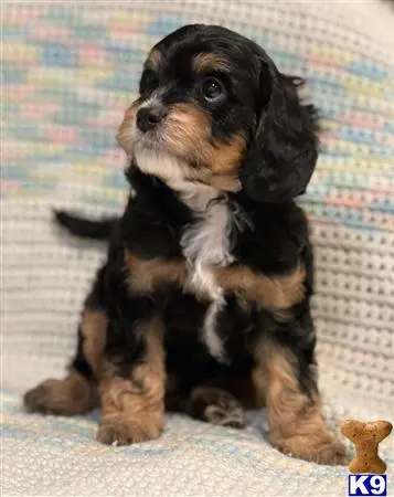 Cavalier King Charles Spaniel puppy for sale