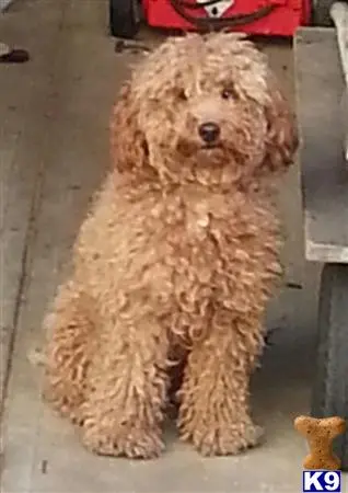 Goldendoodles stud dog