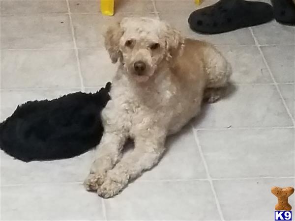 a poodle dog lying on the floor