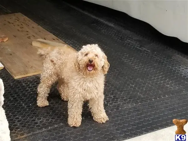 Poodle stud dog