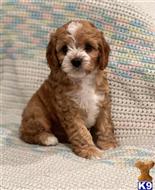 cavalier king charles spaniel puppy posted by papitorok