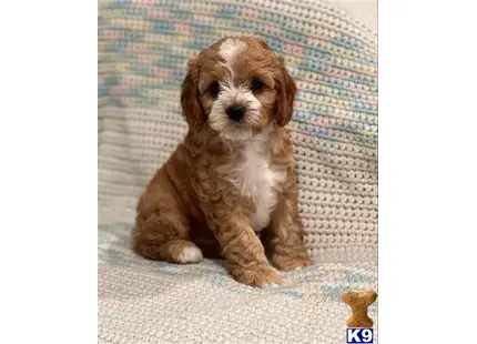 Cavalier King Charles Spaniel