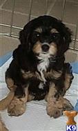 cavalier king charles spaniel puppy posted by papitorok