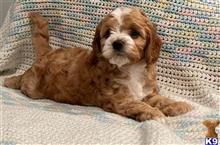 mixed breed puppy posted by papitorok