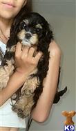 mixed breed puppy posted by papitorok