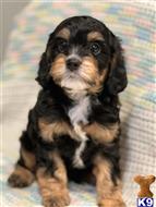 poodle puppy posted by papitorok