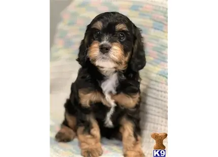 Rotti available Poodle puppy located in QUEENS
