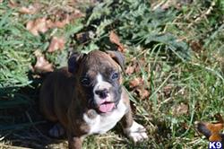 boxer puppy posted by parispuppysplayland