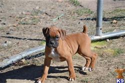 boxer puppy posted by parispuppysplayland