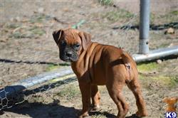 boxer puppy posted by parispuppysplayland