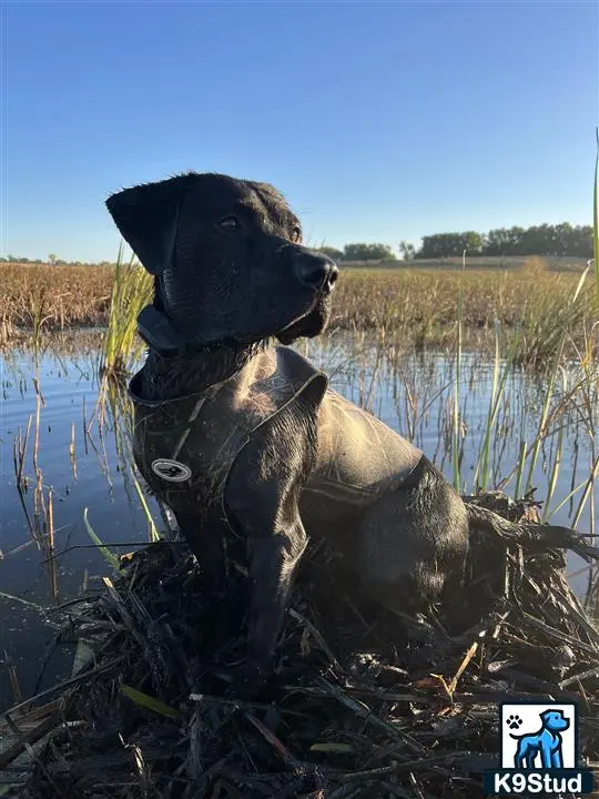 Labrador Retriever stud dog: a labrador retriever dog sitting in a body of water