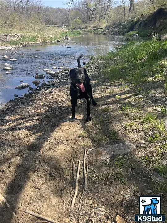 Labrador Retriever stud dog: a labrador retriever dog standing on a dirt path