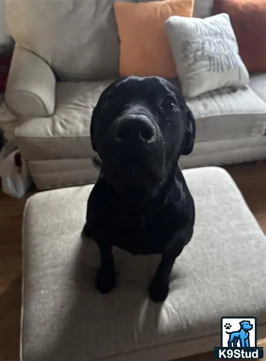 Labrador Retriever stud dog: a black labrador retriever dog sitting on a couch