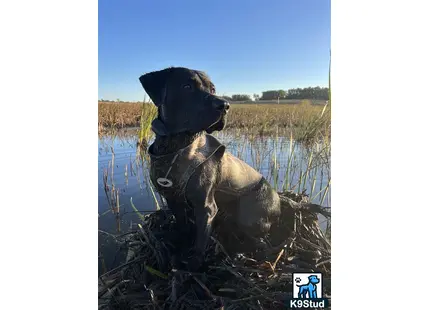 Labrador Retriever stud dog: a labrador retriever dog sitting in a body of water