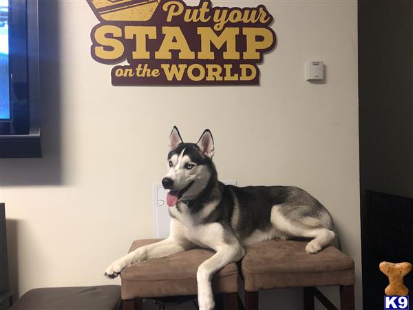 a siberian husky dog sitting on a chair