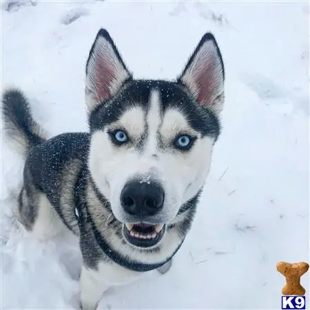 Siberian Husky stud dog