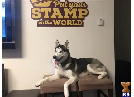 Siberian Husky