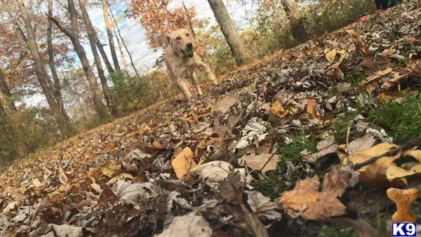 Labrador Retriever stud dog