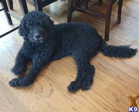 Labradoodle stud dog