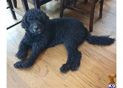 Labradoodle