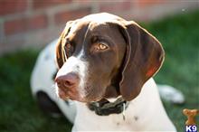 JPS Little Mac JH RS available German Shorthaired Pointer puppy located in SEQUIM