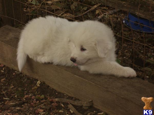Great Pyrenees puppy for sale