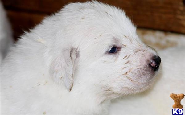 Great Pyrenees puppy for sale