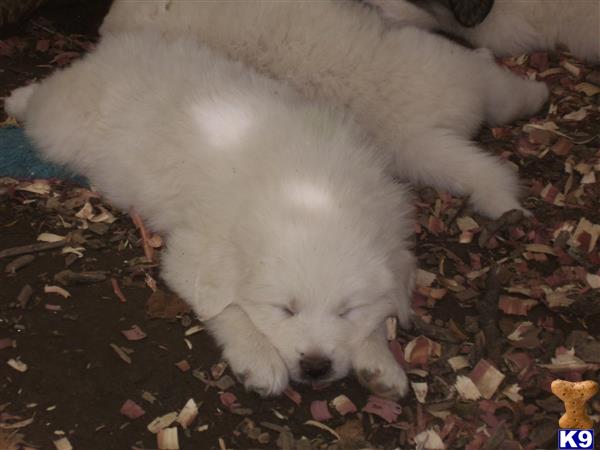 Great Pyrenees puppy for sale