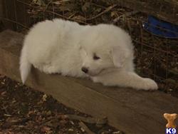 great pyrenees puppy posted by patorama