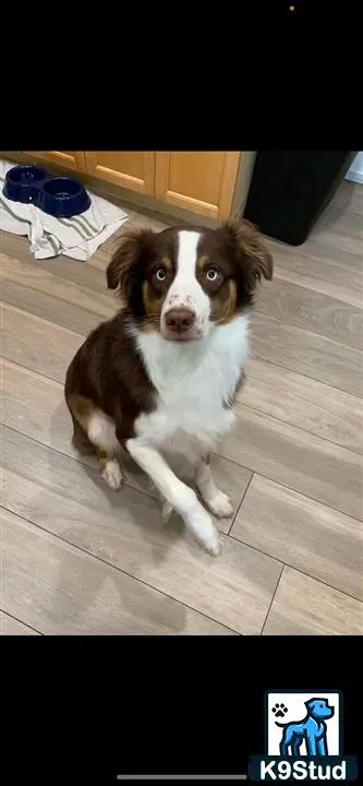 Australian Shepherd stud dog