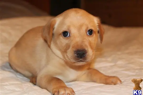 Labrador Retriever puppy for sale: a labrador retriever puppy lying on a bed