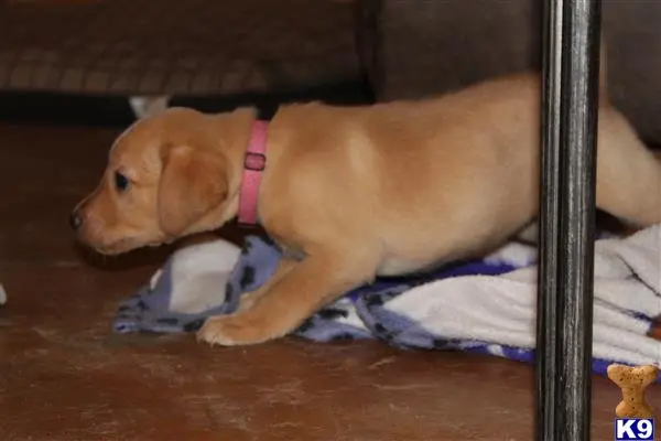 Labrador Retriever puppy for sale: a labrador retriever dog lying on a blanket