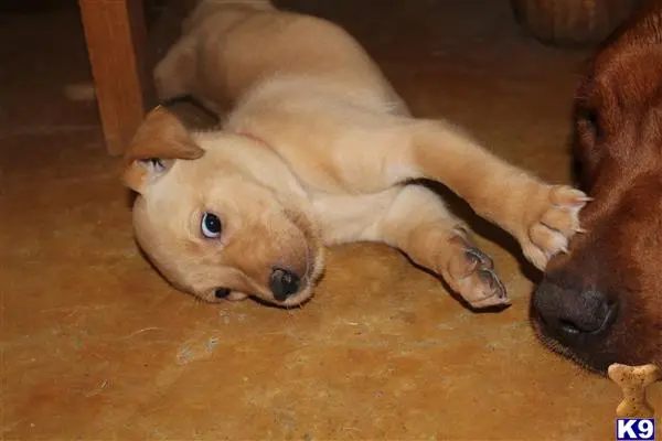 Labrador Retriever puppy for sale: a labrador retriever dog lying on the floor