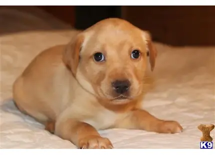Labrador Retriever puppy for sale: a labrador retriever puppy lying on a bed