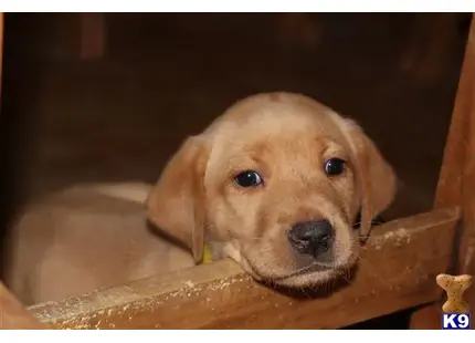 Labrador Retriever puppy for sale: a labrador retriever dog looking out of a hole