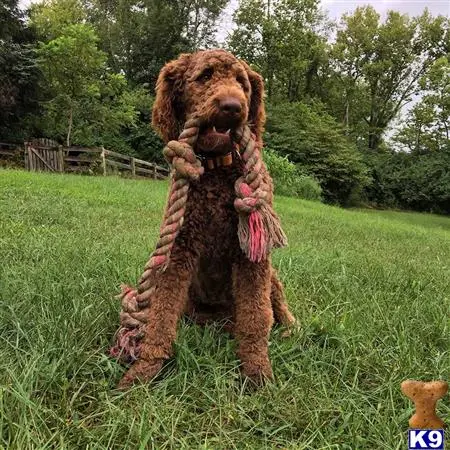 Labradoodle stud dog