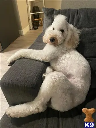 Poodle stud dog