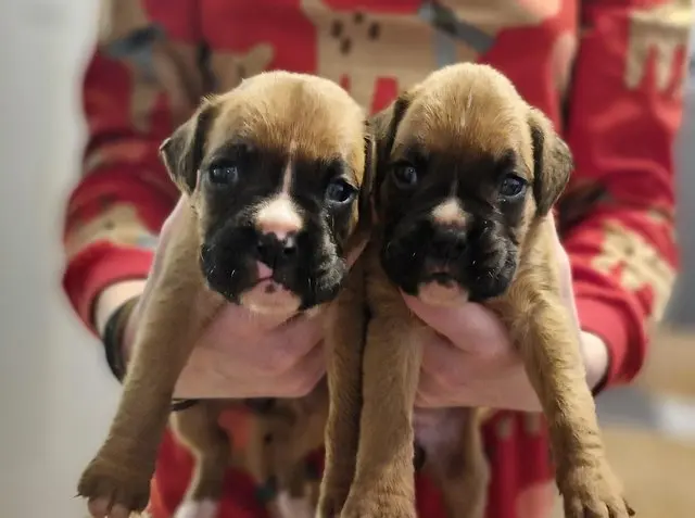 Boxer puppy for sale: Two brown Boxer puppies being held in hands
