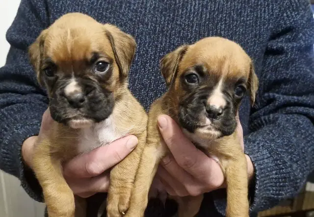 Boxer puppy for sale: Two brown Boxer puppies being held by a person